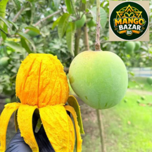 🥭 রংপুরের হাঁড়িভাঙ্গা আম - 10 KG