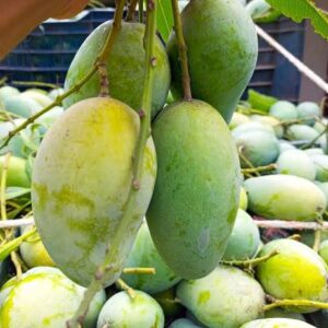 🥭 (নওগাঁ সাপাহারের) রূপালী আম - 10 KG