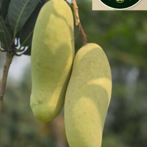🥭 ব্যানেনা ম্যাংগো - 10 KG